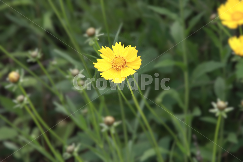 plant,식물,꽃,금계국,flowewr,풀,노란꽃,노란색,yellow,환경