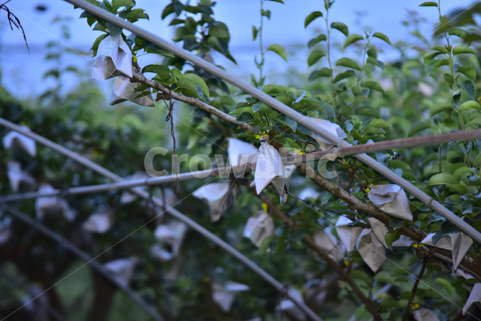 배,배밭,배농사,배봉지,배잎,배보호,pear,field,farming,paperpacking,잎사귀,잎,농업,농사,agriculture,farming,farming industry