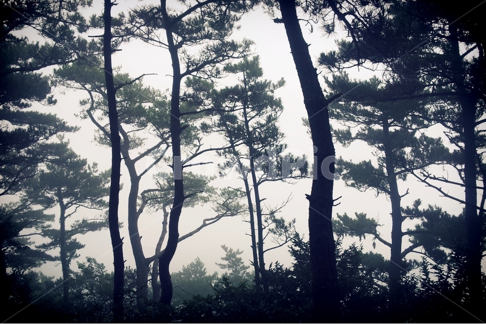 한려수도,소나무,풍경,통영,거제,식물,자연,plants,nature,나무,trees,wood