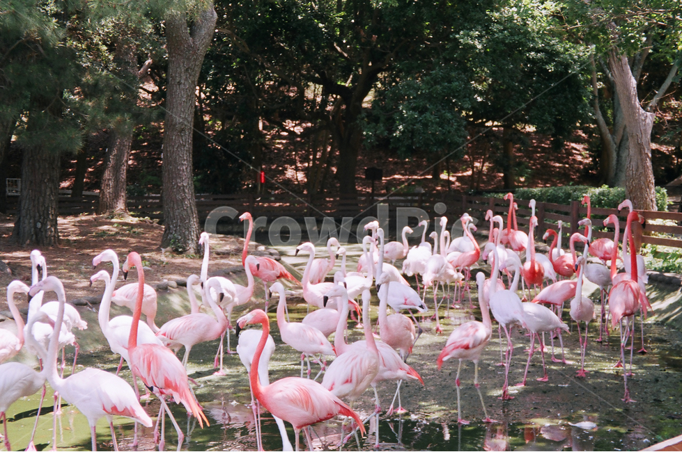 flockofflamingos,flamingos,플라밍고,플라밍고떼,동물원,zoo,birds,새,새무리