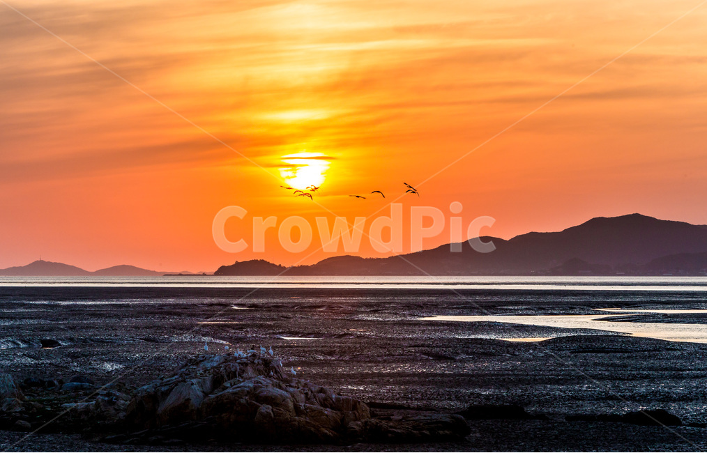 영흥도,갯벌,철새,풍경,바닷가,섬,낙조,석양,황혼,자연,풍경,nature,landscape,한국자연풍경,한국자연경관,korea nature landscape,outdoors,옥외,sunset,일몰,dawn,새벽,red sky,붉은 하늘,sky,하늘,dusk,bird,새,animal,동물,sunlight,햇빛