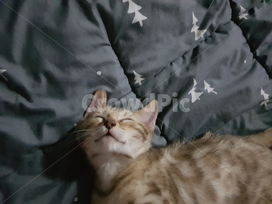 자는고양이,귀여움,잠,아깽이,고양이