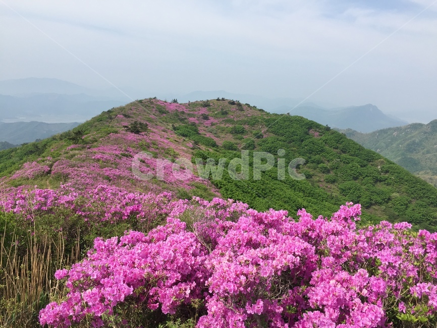 철쭉,일림산,하늘,봄꽃,5월