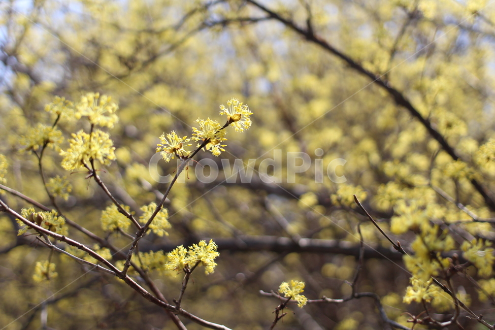 구례,산수유,꽃,flower,봄,나들이,spring,봄,계절,spring,season,식물,자연,plants,nature,꽃,flower,plant