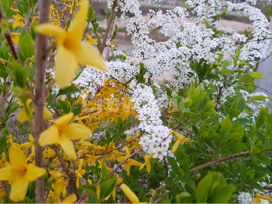 느낌,노란,노랑,꽃,흰,하양,하얀,봄,가을,식물,자연,plants,nature,꽃,flower