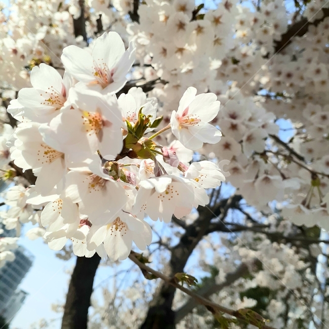 plant,식물,cherryblossom,벚꽃,flower,blossom,봄,spring