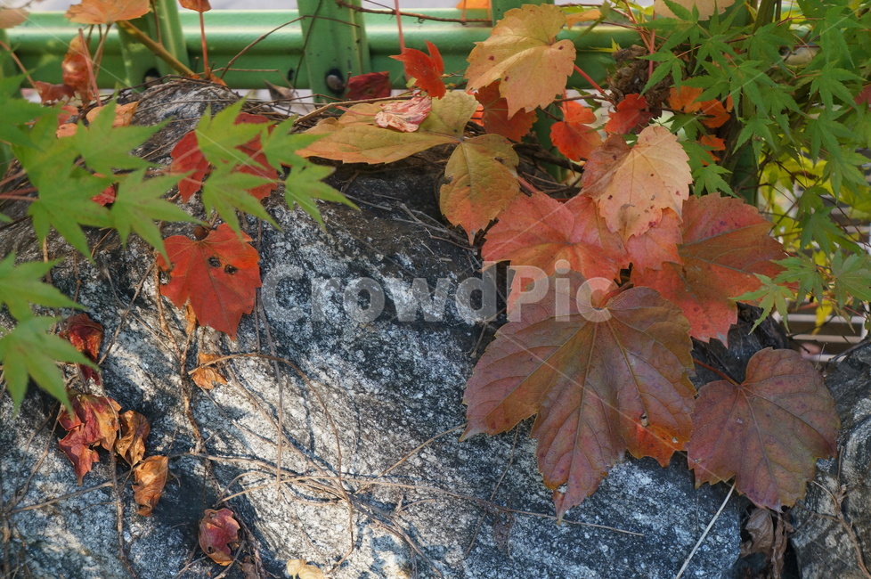 담쟁이넝쿨,담쟁이덩굴,덩굴식물,가을,단풍,담벼락,식물,만추,autumn,fall,넌출성식물,기어오르다,아이비,ivy,가을,계절,fall,autumn,season,leaf,잎,plant,tree,나무,maple,maple leaf,단풍잎
