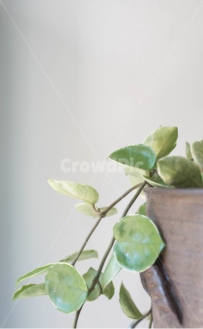 화분,식물,배경,잎,친환경,leaf,plant,식물,자연,plants,nature