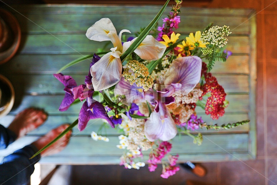 카페꽃,원주허브팜카페,카페휴,원주카페,꽃사진,꽃,flower,실내용화초,화분,화초,house plant,인테리어,실내디자인,interior design