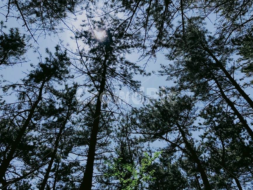 산,산하늘,소나무,나무,산나무,자연경관,자연,하늘,구름,해,햇빛,숲,나무숲