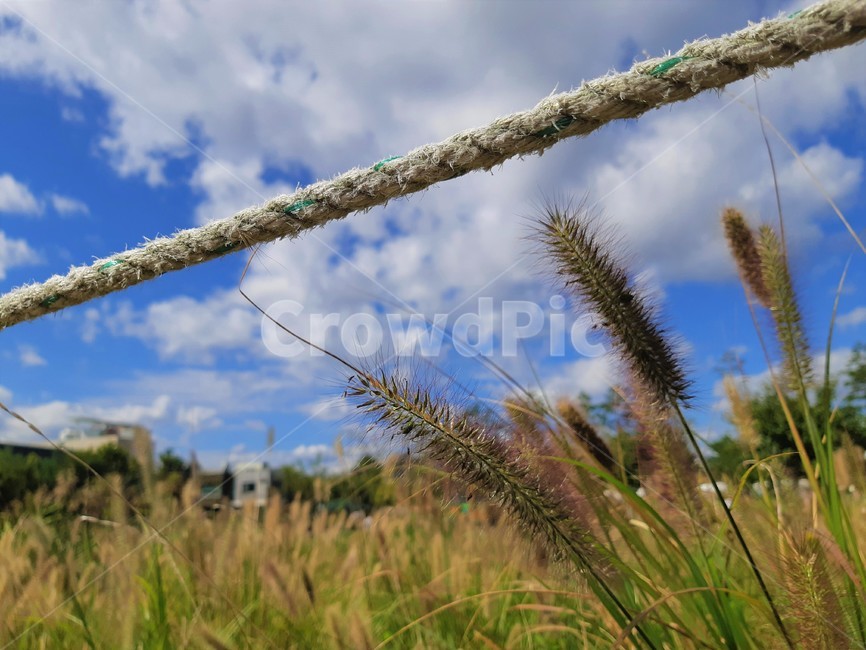 하늘,야외,공원,plant,식물,grass,잔디,맑은하늘,가을,식물,자연,plants,nature