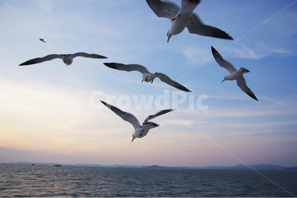 갈매기,seagul,sea,바다,석양,하늘,일몰,새,동물,animal,조류,새,birds