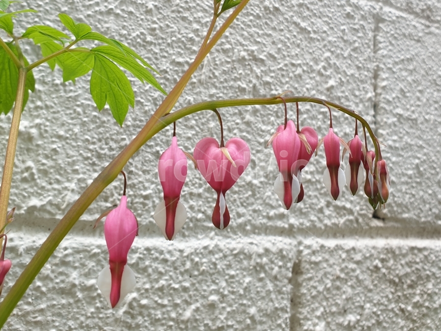 금낭화,등모란,며느리주머니,풀,봄,꽃,하트,plants,flower,heartshape,bleedingheart,dicentra