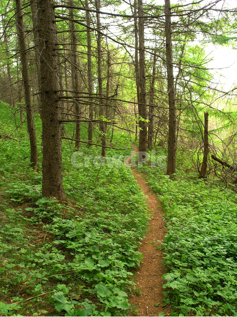 숲길,봄이미지,새잎,새순,힐링,시즌,계절,자연,식물,초록,순수,녹색,green,plant,healing,시작,스타트,연초록,싱그러운,공기,산,산책로,등산로,forest,걷고싶은길,워킹,길,로드,road,walking,청정,무공해,봄,계절,spring,season,자연,풍경,nature,landscape,path,통로