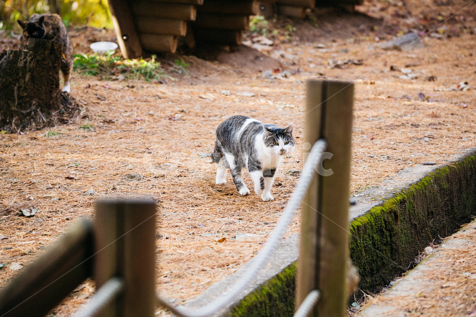고양이,cat,길고양이,냥이,냥냥이,동물,animal,포유류,mammal,고양이,cat,kitten,kitty