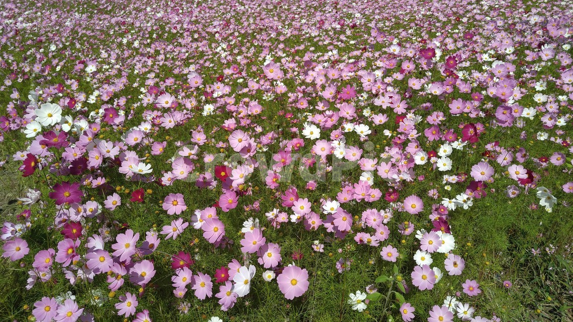 flower,꽃,blossom,plant,geranium