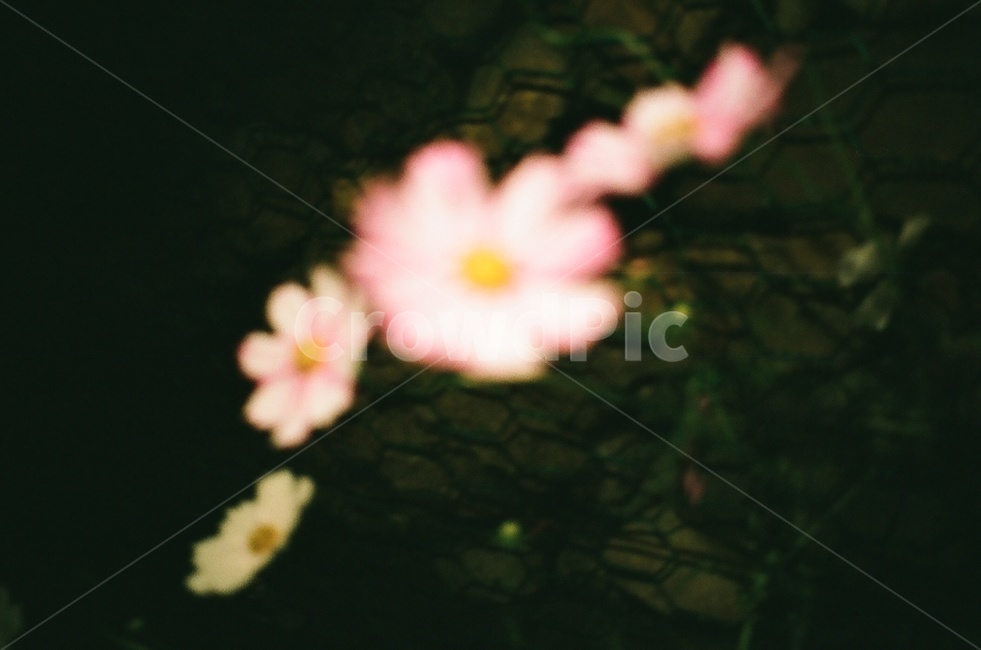 코스모스,밤,플래쉬,필름사진,필름카메라,가을,계절,fall,autumn,season,식물,자연,plants,nature,꽃,flower,plant,blossom