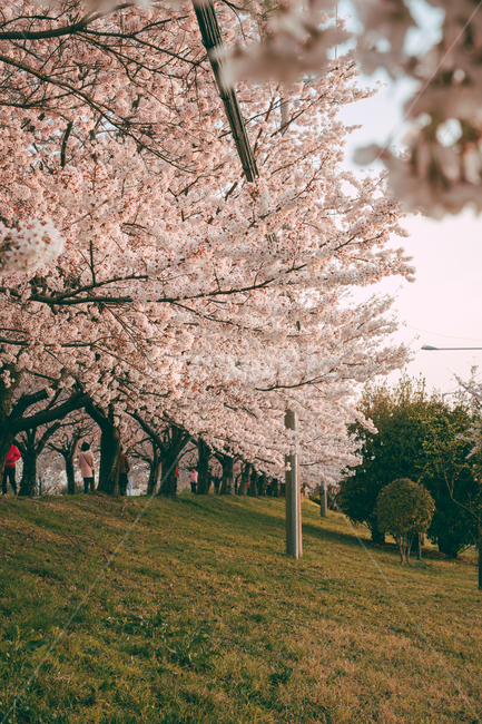 blossom,꽃,flower,벚꽃,cherryblossom,풍경,맥도생태공원,나무