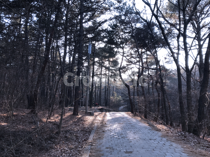 산길,숲,나무,풍경,tree,plants,자연,풍경,nature,landscape,ground,바닥,plant,식물
