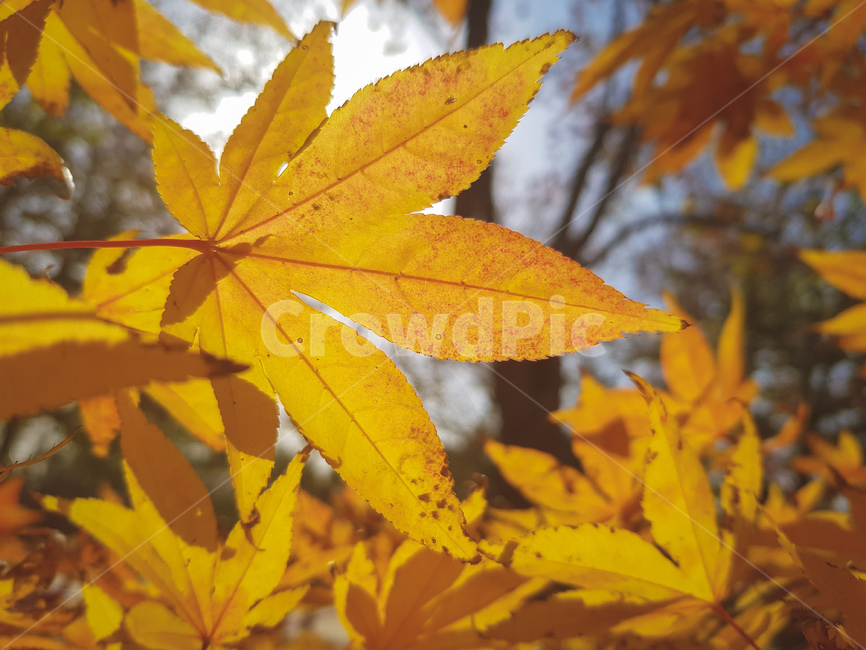 leaf,잎,plant,식물,tree,나무,maple,단풍,가을,계절,fall,autumn,season