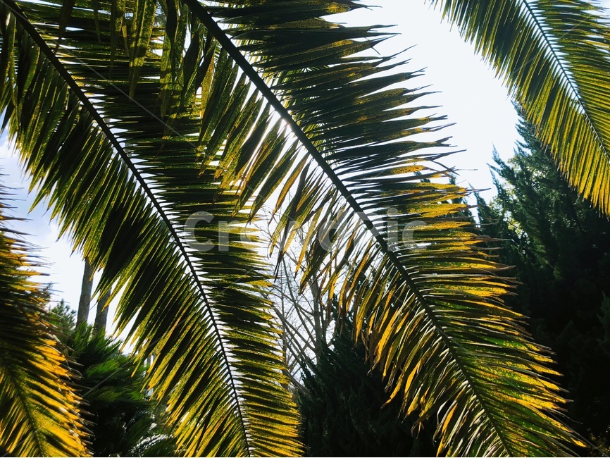 제주도,자연,야자수,초록,nature,해,야자수잎,청량함,green,jeju,jejudo,leaf,palmtree,제주,잎,식물,자연,plants,nature