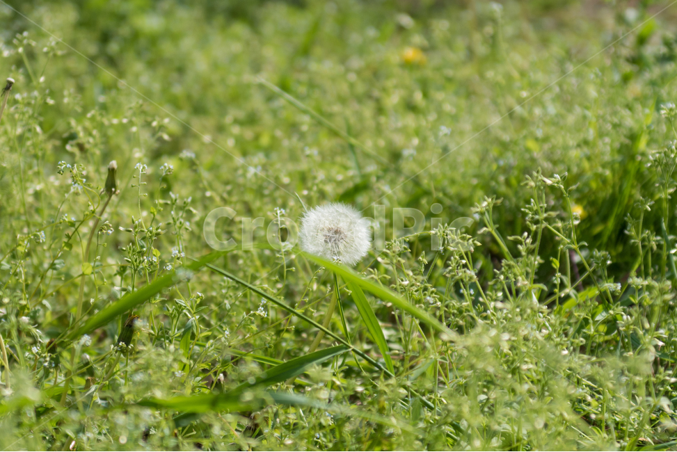 민들레,들꽃,봄풍경,봄꽃,꽃,식물,자연,plants,nature