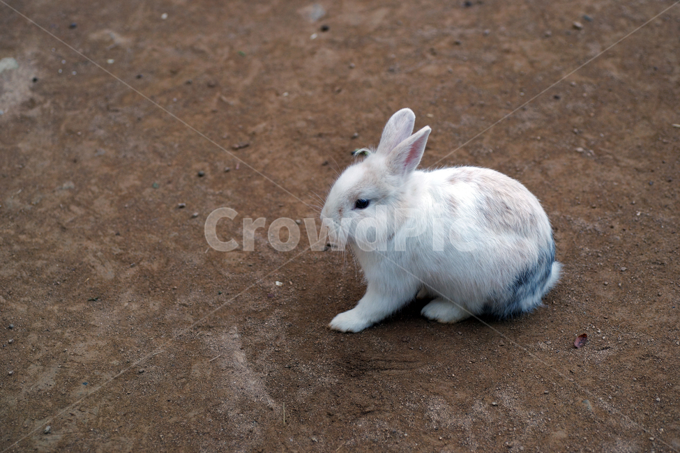 토끼,동물,집토끼,산토끼,포유동물,애완동물,동물,animal,포유류,mammal