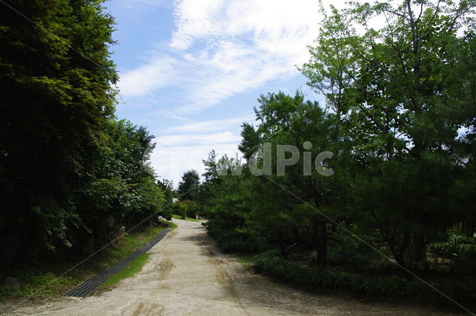 초록,나무,식물,plant,자연,nature,길,하늘,구름,자연,풍경,nature,landscape,road,도로,gravel,자갈,dirt road,흙길