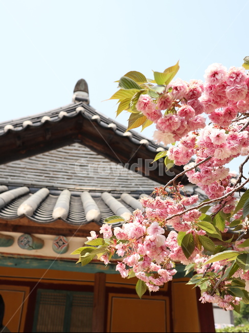 봄,꽃,벚꽃,flower,spring,감성,왕벚꽃,겹벚꽃,자연,nature,힐링,sakura,korea,한국전통,한국문화,korean traditional,korean culture