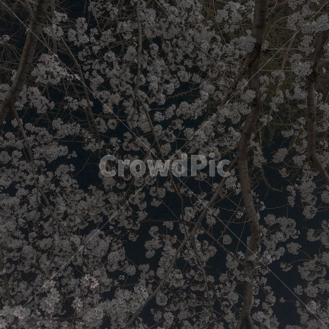 벚꽃,꽃,벚꽃야경,팝콘,벚꽃팝콘,꽃나무,cherryblossom,popcorn,flower