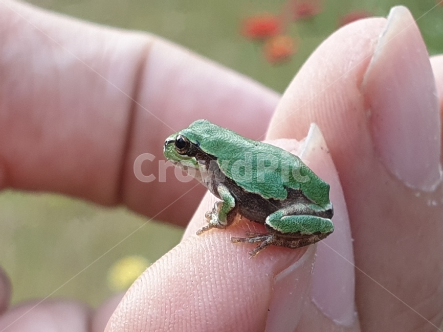 청개구리,개구리,파충류,귀여움,작은,동물,animal,파충류,양서류,reptile,amphibian