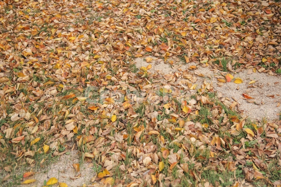 감성사진,가을,풍경,나뭇잎,자연,korea,seoul,서울,한국,autumn,fall,가을,계절,fall,autumn,season,ground,바닥