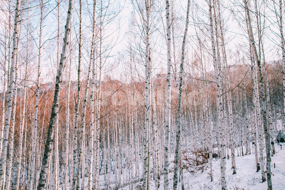 설경,눈풍경,자작나무숲,인제,자작나무,풍경,풍경사진,여행사진,여행,자연,nature,landscape,식물,plants,나무,trees,wood,흑백,모노톤,monochrome,blackandwhite,감성,한국자연풍경,한국자연경관,koreanlandscape,눈꽃,원대리,배경,백그라운드,snow,겨울,계절,winter,season,자연,풍경,nature,landscape,식물,plants,나무,trees,wood,감성,sensible,feeling,tree,plant,grass,잔디