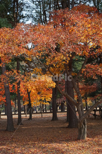 가을,단풍,남이섬,남이섬단풍,가을풍경,가을,계절,fall,autumn,season,자연,풍경,nature,landscape,tree,나무,plant,식물,maple