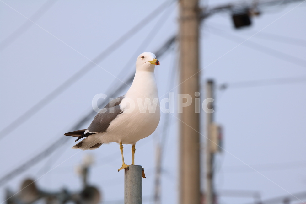 을왕리,해변,갈매기,갈매기친구들,새,동물,animal,조류,새,birds
