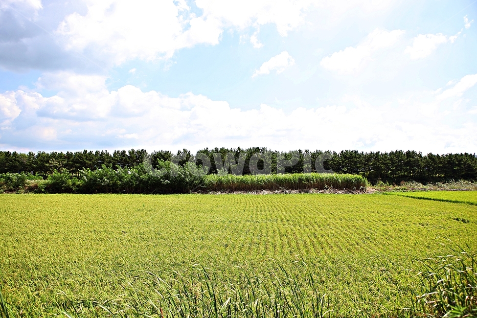 벼,곡식,쌀,논,농업,농사,들,자연,풍경,하늘,구름,자연,풍경,nature,landscape,outdoors,옥외,grassland,목초지,field,farm,농장,rural,농촌,meadow