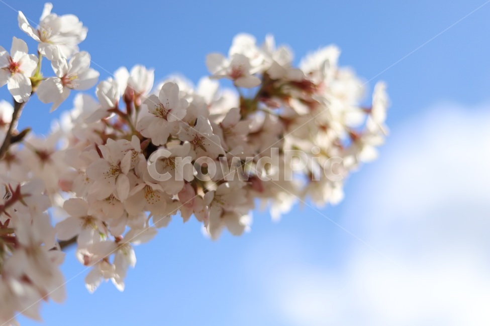 벚꽃,분홍,팝콘,하늘,꽃놀이,핑크,자연,풍경,nature,landscape,꽃,flower,나무,trees,wood,plant,식물,blossom