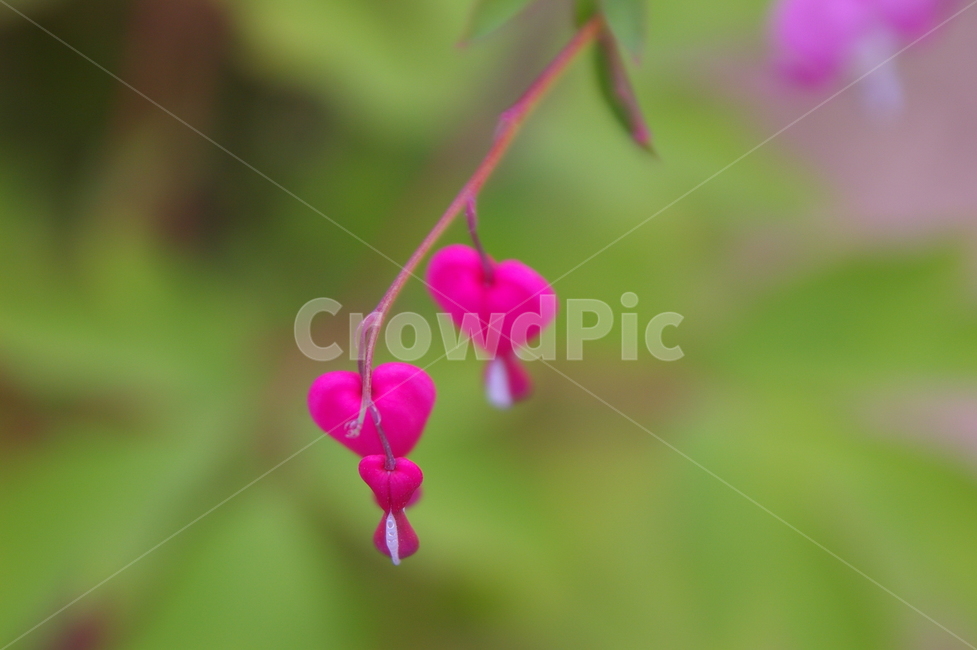 꽃,식물,plant,flower,blossom,클로즈업,봄꽃,식물,자연,plants,nature,꽃,flower
