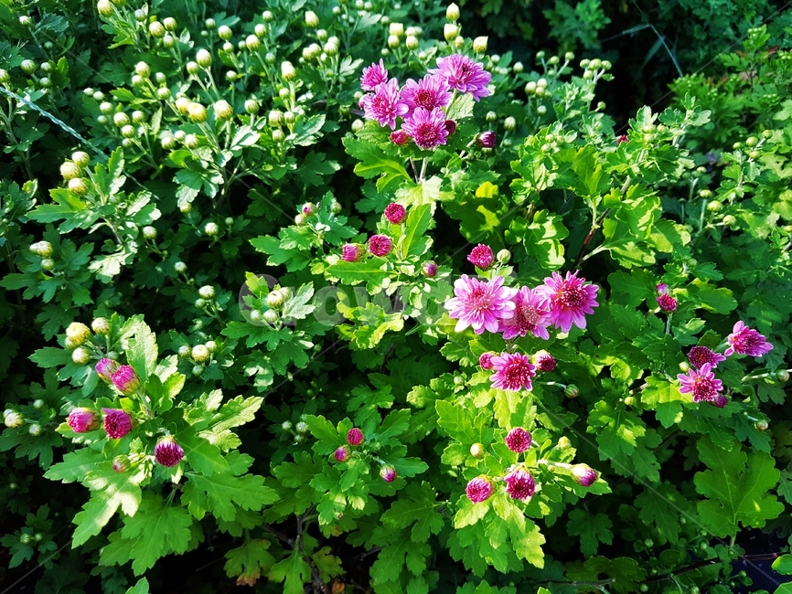 가을,가을꽃,소국,식물,관상화,빨간꽃,국화과,관상용,식물,자연,plants,nature,꽃,flower