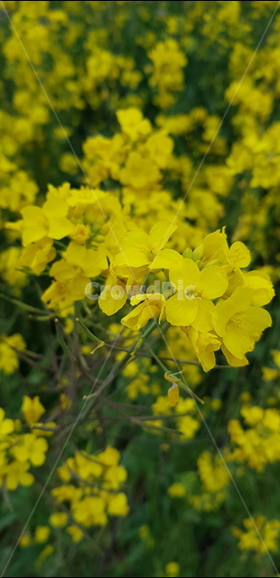 유채꽃,꽃,flower,rapeflower,노란꽃,식물,자연,plants,nature,꽃,flower