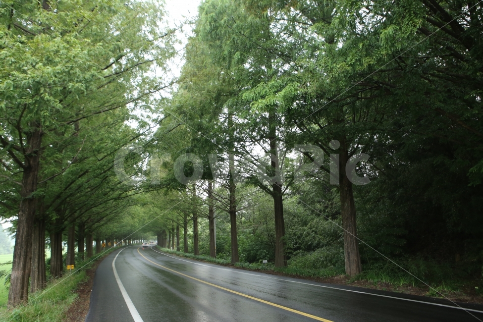 메타세콰이어,담양,배경,도로,풍경,자연,풍경,nature,landscape,여름,계절,summer,season,road,highway,고속도로,freeway,고속 도로,asphalt,아스팔트