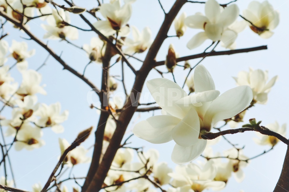 봄,꽃,spring,flower,목련,magnolia,봄,계절,spring,season,식물,자연,plants,nature,꽃,flower,plant