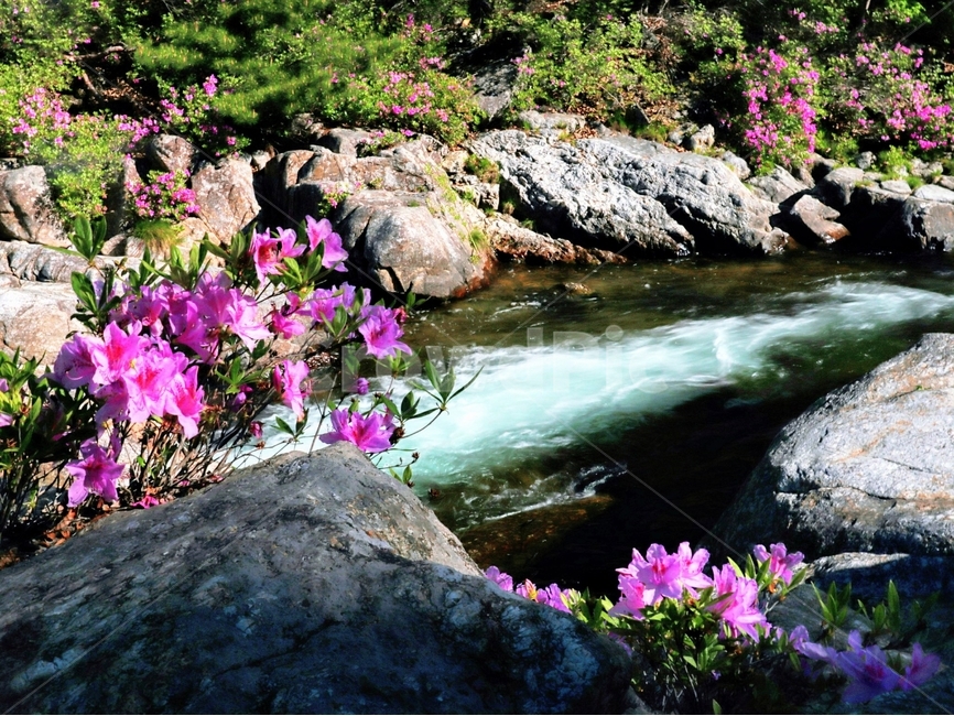 철쭉,봄,뱀사골,계곡,풍경,자연,풍경,nature,landscape,식물,plants,꽃,flower,water,물,outdoors,옥외,plant,stream,흐름