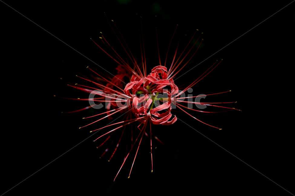 불갑사,꽃무릇,상사화,붉은꽃,꽃,식물,자연,plants,nature,꽃,flower