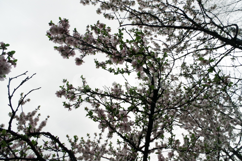 봄,계절,꽃,spring,season,flower,봄,계절,spring,season,식물,자연,plants,nature,꽃,flower,plant