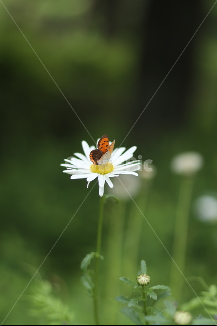 샤스타데이지,꽃,나비,봄,흰색꽃,초록,식물,자연,plants,nature,꽃,flower,동물,animal,곤충,벌레,insect,bug