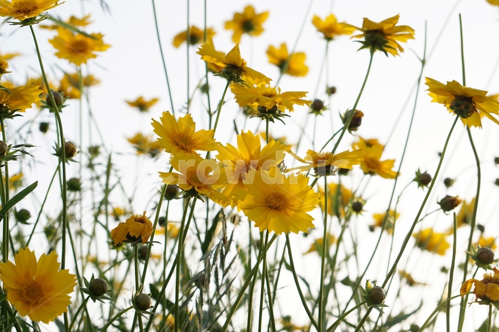 꽃,노랑,하늘,초록,바람,야외,들,식물,자연,plants,nature,꽃,flower