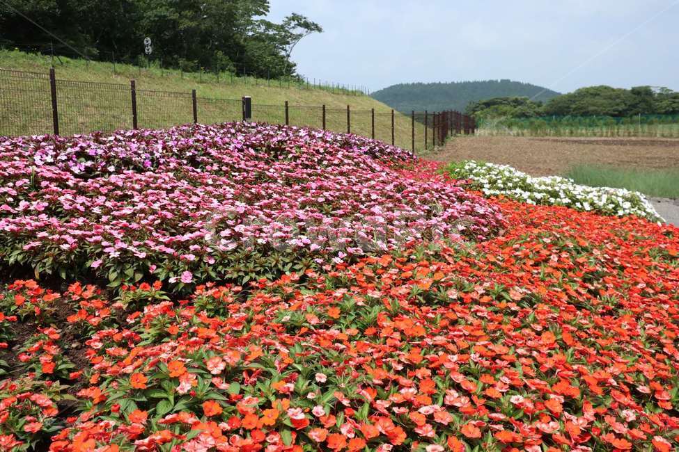꽃,자연,들꽃,공원,향기,자연,풍경,nature,landscape,plant,식물