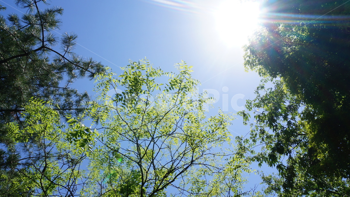 여름하늘,싱그러움,sunlight,햇빛,공원,산책,산들바람