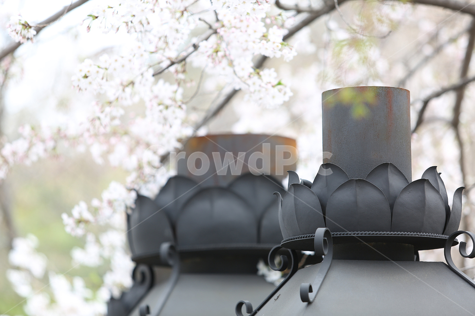 봄,꽃,벚꽃,절,spring,flower,temple,white,흰꽃,봄,계절,spring,season,종교,신앙,religion,belief,faith